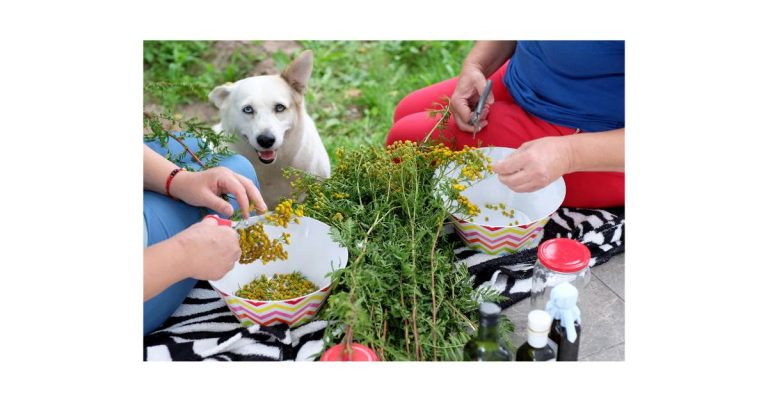 Blue Buffalo Dog Food for Diabetic Dogs: Complete Guide to Choosing the Healthiest Option